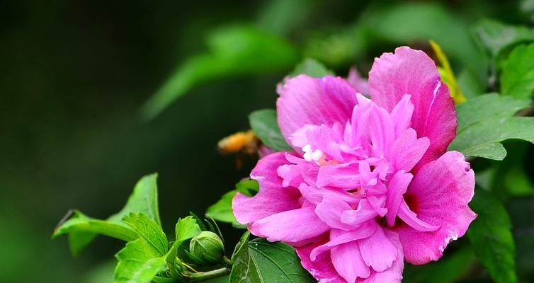 木槿花的花语是什么意思？如何解读木槿花的深层含义？