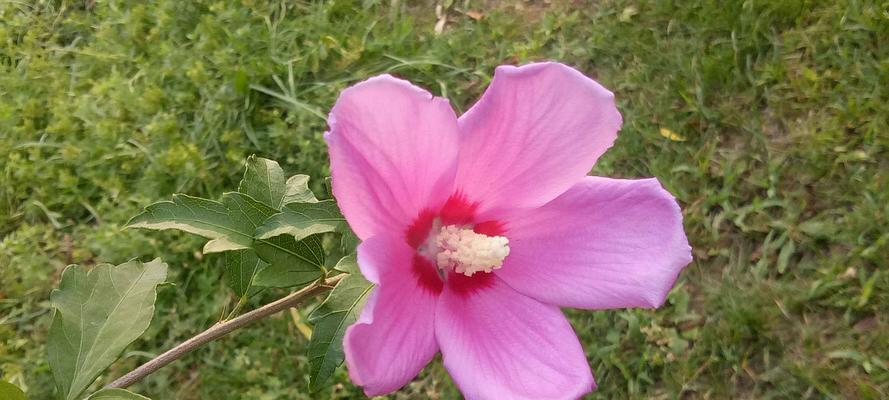 木槿花的花语是什么意思？如何解读木槿花的深层含义？