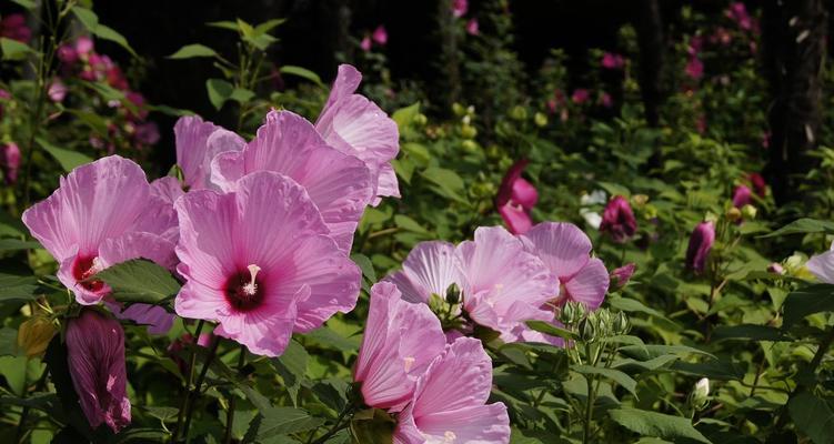 木槿花的花语是什么？木槿花象征着什么含义？