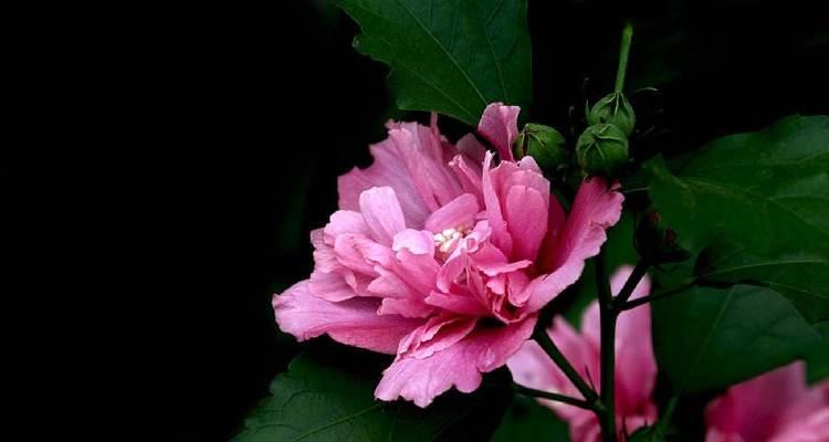 木槿花的花语是什么？木槿花象征着什么含义？