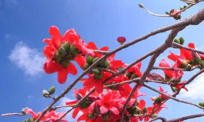 木棉花的花语是什么意思？如何解读木棉花的象征意义？