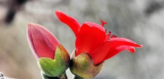 木棉花的花语是什么意思？如何解读木棉花的象征意义？