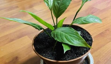 买来的营养土可以直接种花吗？使用前需要做哪些准备？