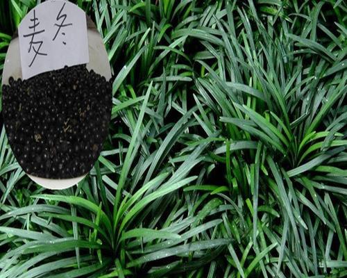 麦冬草修剪技巧有哪些？如何修剪麦冬草使其更美观？