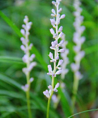 麦冬会开花吗？麦冬的开花季节是什么时候？