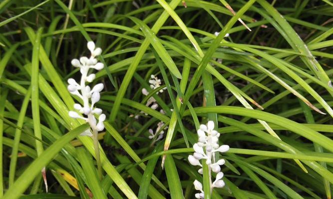 麦冬会开花吗？麦冬的开花季节是什么时候？