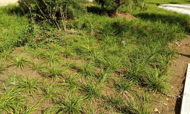 麦冬喜阴还是喜阳？如何正确种植和养护麦冬？