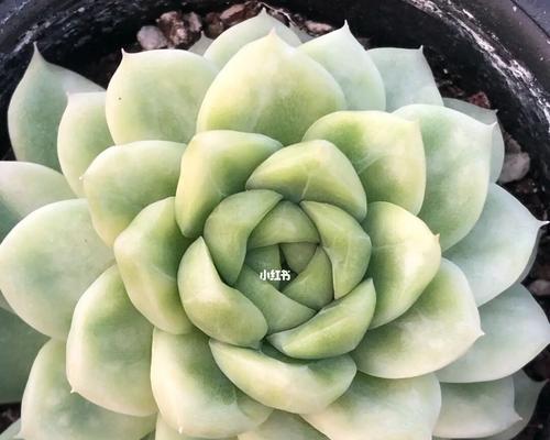 麦秆多肉如何养出最佳状态？养麦秆多肉真的容易吗？