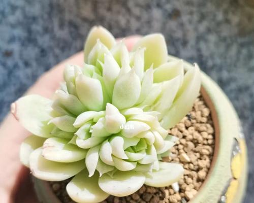 麦秆多肉如何养出最佳状态？养麦秆多肉真的容易吗？