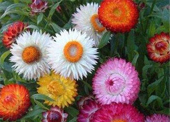 麦秆菊代表什么？它的花语有哪些含义？