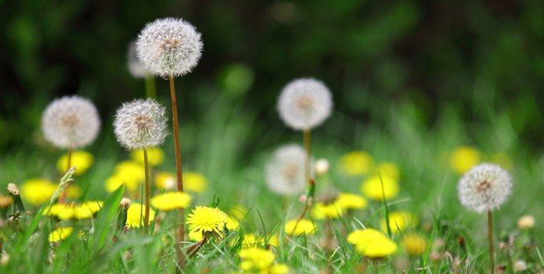 蒲公英的花语是什么？它有哪些美丽的传说？