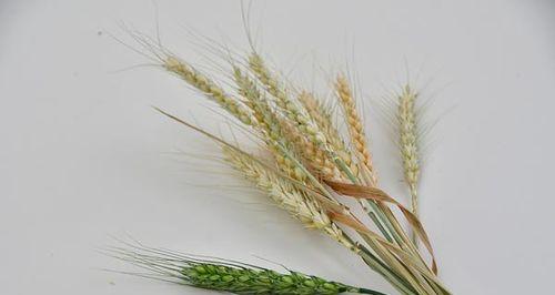 麦穗的花语是什么？麦穗寓意着什么？