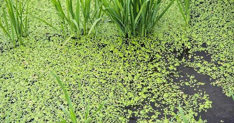 满江红属于种子植物吗？它的分类和特性是什么？