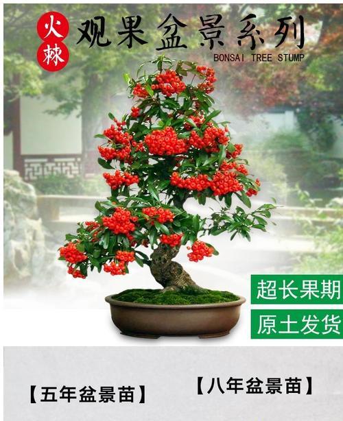满堂红怎么养家庭养法？需要注意哪些常见问题？