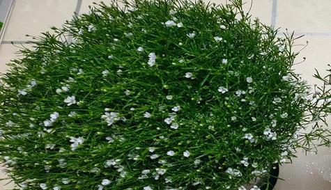 满天星花期持续多久？如何延长花期？