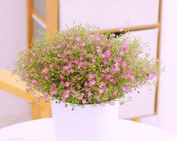 满天星花适合在室内养吗？室内种植满天星花的注意事项是什么？