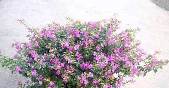 满天星浇水频率如何根据季节调整？春夏秋冬浇水有何不同？