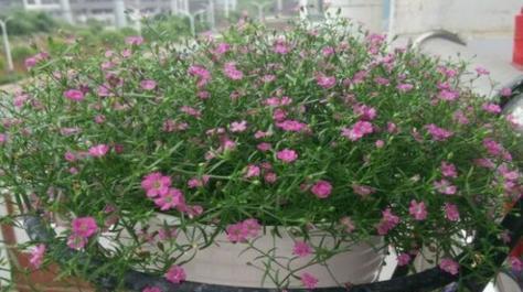 满天星浇水频率如何根据季节调整？春夏秋冬浇水有何不同？