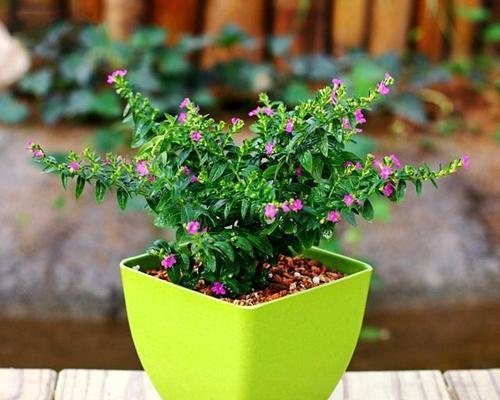 满天星适合种在院子里吗？种植满天星有哪些注意事项？