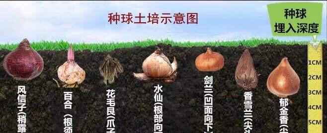 满天星配土方法是什么？种植土壤该如何选择？
