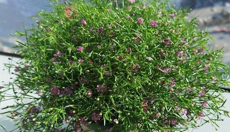 满天星配土方法是什么？种植土壤该如何选择？