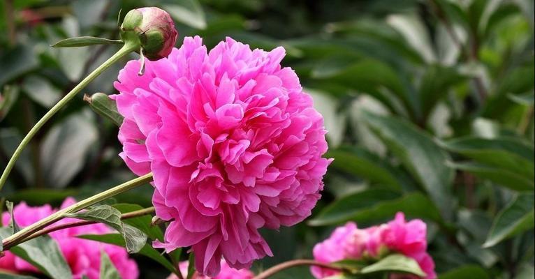 芍药花语是什么意思？如何解读芍药的花语含义？