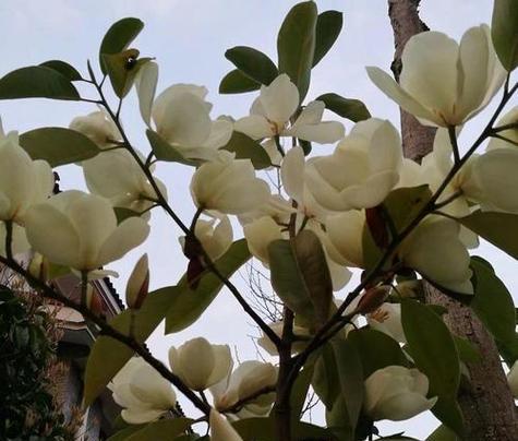 深山含笑的花语是什么？这种花的寓意和象征有哪些？