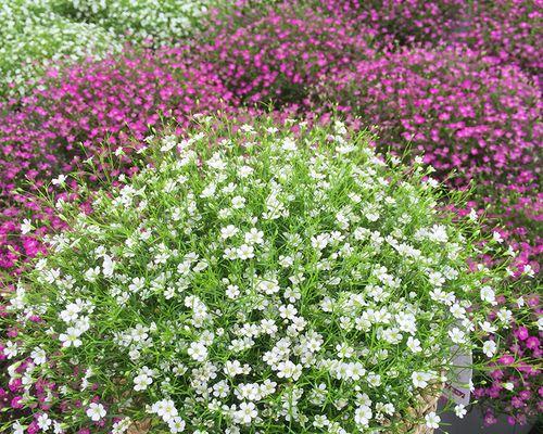 满天星的花期是什么时候？满天星通常在哪个季节开花？