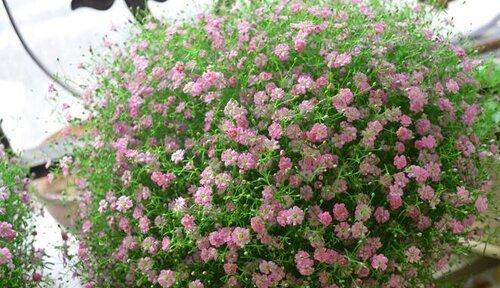 满天星的花期是什么时候？满天星通常在哪个季节开花？