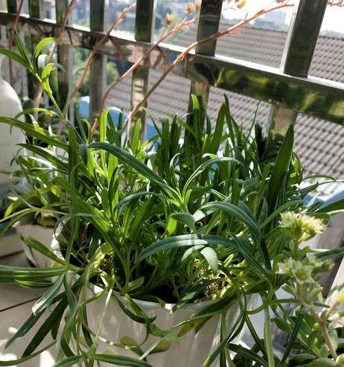 满天星分盆的最佳时机是什么时候？如何操作才能提高成活率？