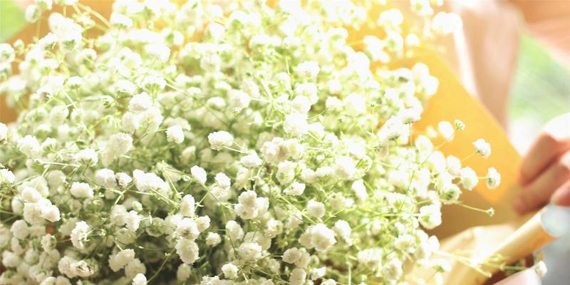 满天星属于什么植物类型？草本还是木本？