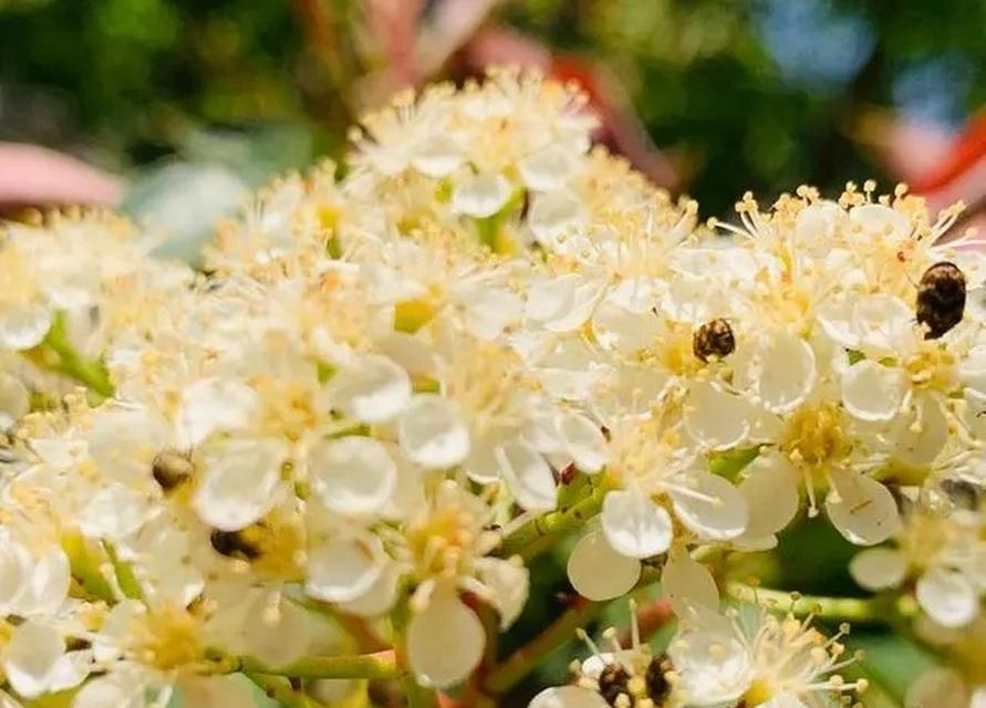 石楠花的花语是什么？了解石楠花的含义和象征意义？