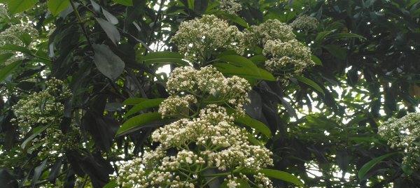 石楠花的花语是什么？石楠花介绍有哪些特点？