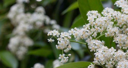 石楠花的花语是什么？石楠花介绍有哪些特点？
