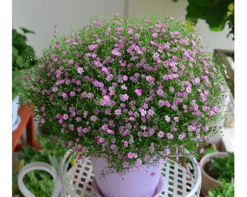 满天星种植应该选择大盆还是小盆？哪种更利于生长？