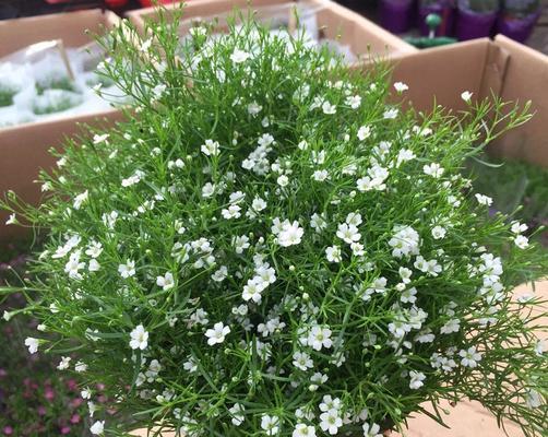 满天星种子怎么来的？获取方法和种植技巧是什么？