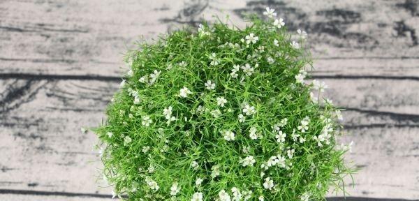 满天星种子怎么来的？获取方法和种植技巧是什么？