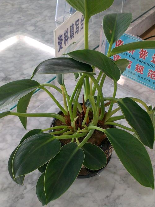 蔓绿绒怎么养长的好？掌握这些技巧轻松养出健康绿植