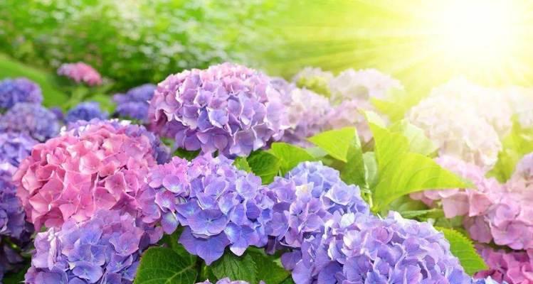 世界上花语最浪漫的花是什么？如何表达爱意？