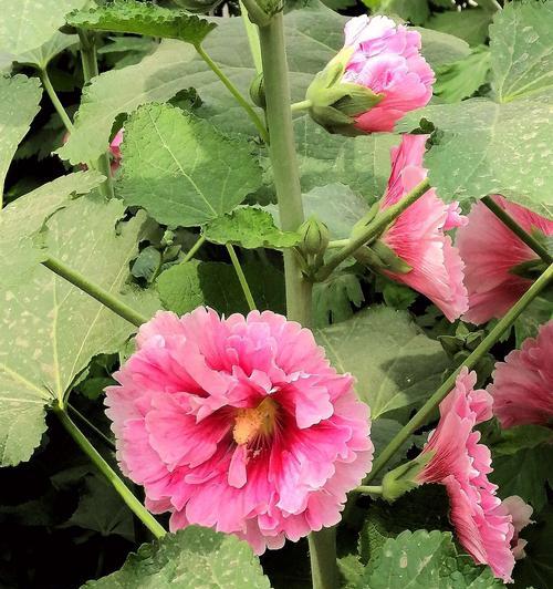 蜀葵花语是什么？蜀葵的象征意义有哪些？