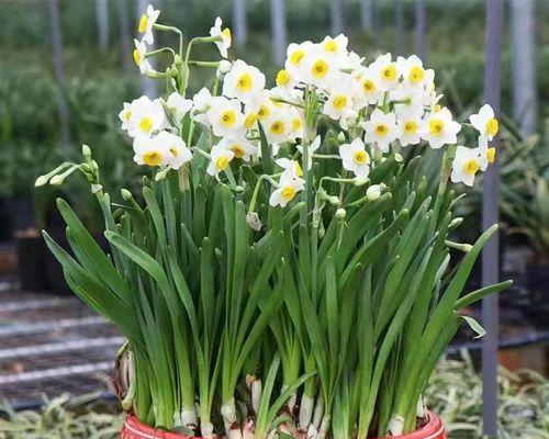 水仙花象征意义是什么？水仙花代表的含义有哪些？