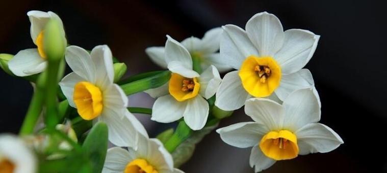 水仙花代表什么意思？水仙花的寓意有哪些常见问题解答？