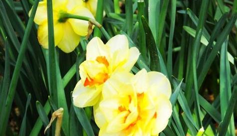 水仙花代表什么意思？水仙花的寓意有哪些常见问题解答？