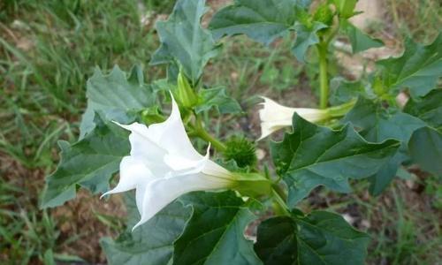 曼陀罗花香对人体有害吗？如何安全种植？