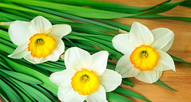水仙花的花语是什么？适合送给哪些人？