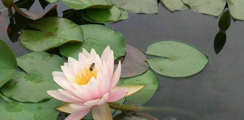 睡莲花语代表什么意思？如何理解睡莲的象征意义？
