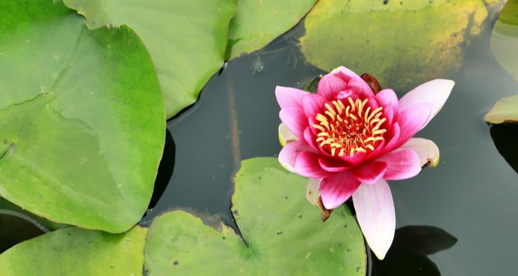 睡莲花语代表什么含义？如何正确解读睡莲的花语？