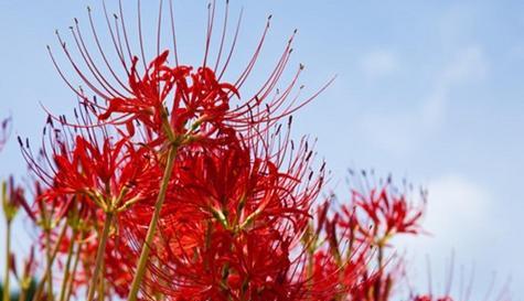 曼珠沙华的花语是什么？如何正确解读这种神秘花朵的含义？