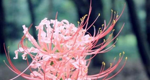 曼珠沙华的花语是什么？如何正确解读这种神秘花朵的含义？