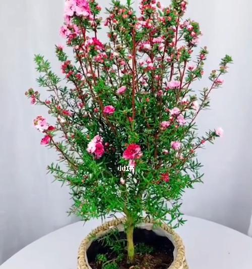 松红梅的花语有哪些含义？